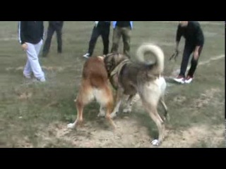 dogfight kangal vs asian