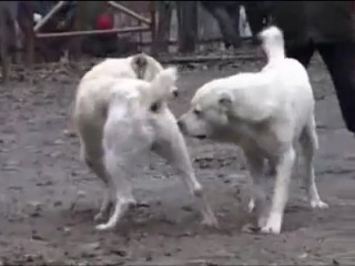 the bloodiest fight in the history of dog fighting