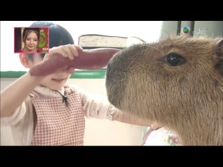 06b 06b [10/30/2010] with capybara. shimura zoo (720p)
