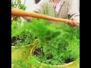 growing carrots in a greenhouse