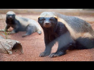 life of a honey badger (2013)