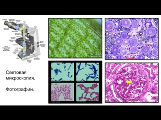 5. cell theory and microscopy (grade 9) - biology, preparation for the exam and the exam