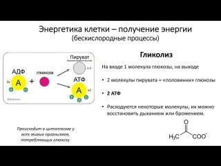 4. atp and cell energy (grade 9) - biology, preparation for the exam and the oge