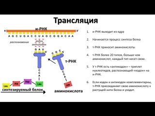 3. rna and protein synthesis (grade 9) - biology, preparation for the exam and the oge