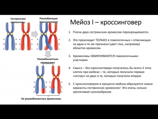 8. meiosis (grade 9) - biology, preparation for the exam and the exam