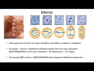 7. mitosis (grade 9) - biology, preparation for the exam and the exam