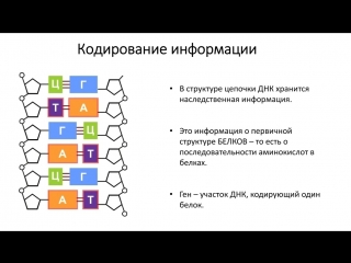 2. chemistry of the cell - nucleic acids, dna (grade 9) - biology, preparation for the exam and the exam