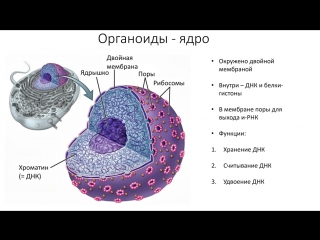 6. cell structure - organelles (grade 9) - biology, preparation for the exam and the exam