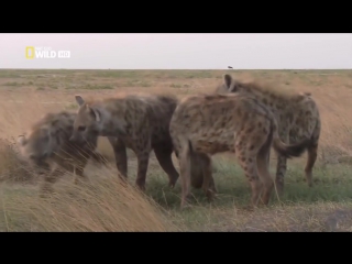 hyena - queen of predators (national geographic documentaries hd)